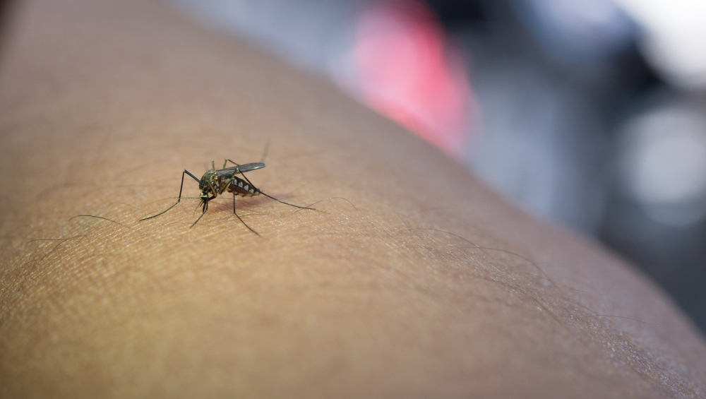 Managing Malaria at Home Safely Before Seeing a Doctor